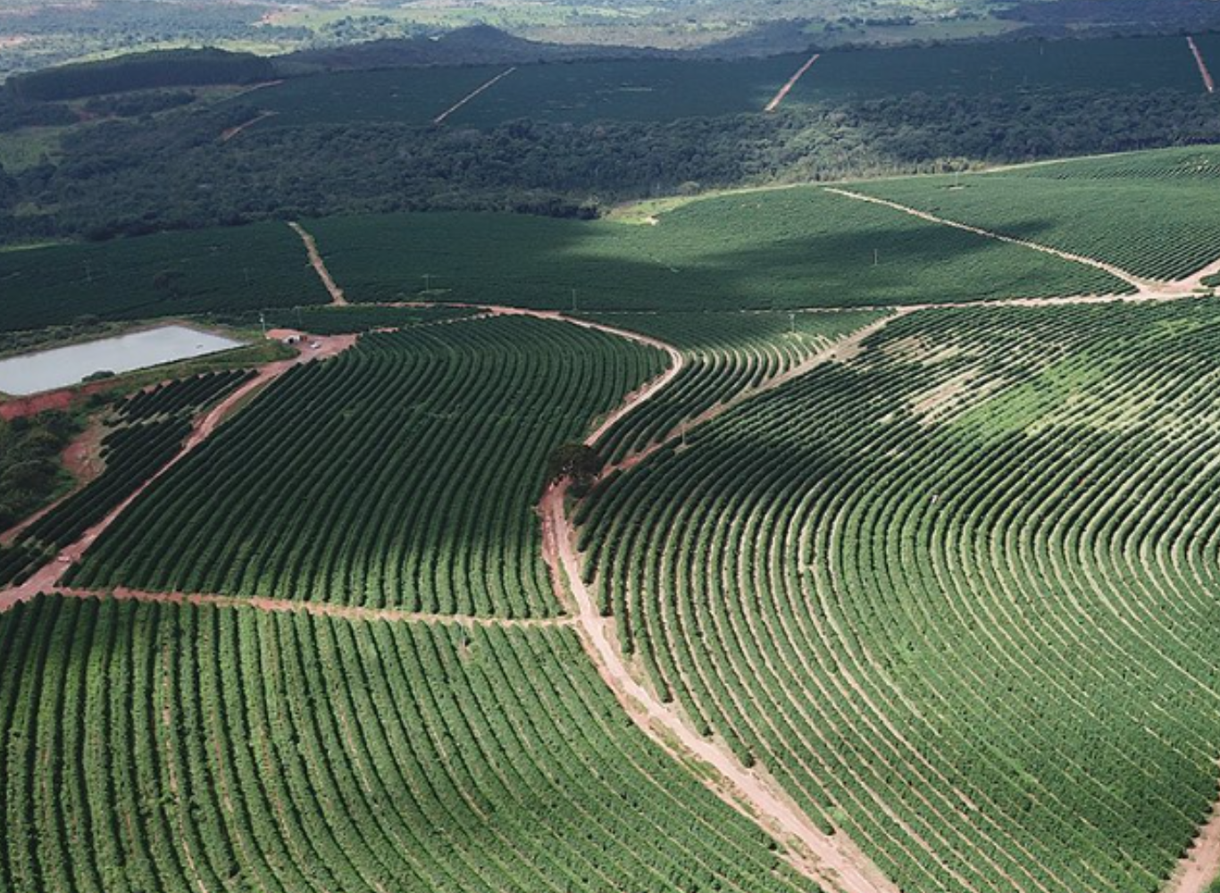 ファホウピーリャ農園