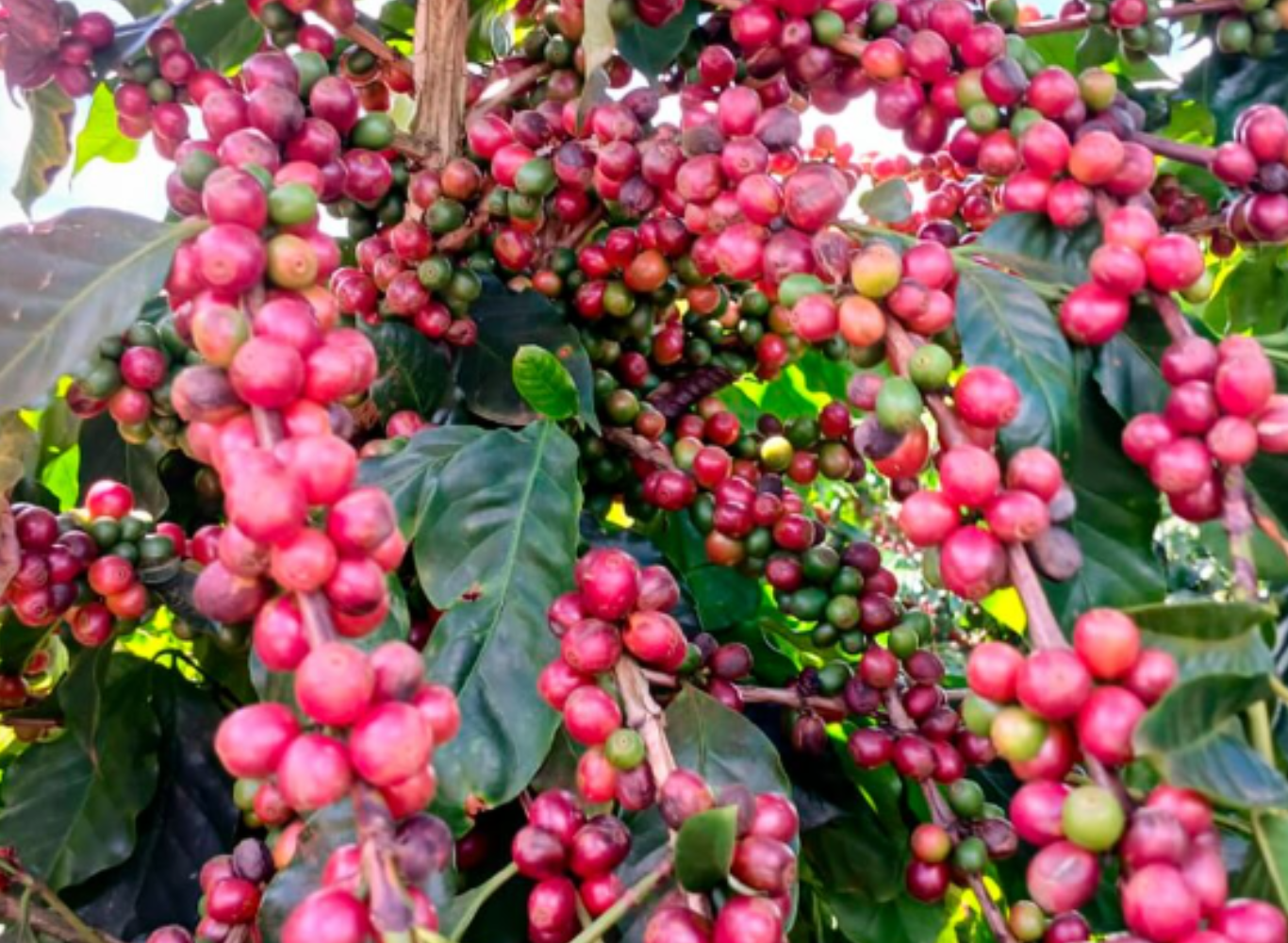 ファホウピーリャ農園