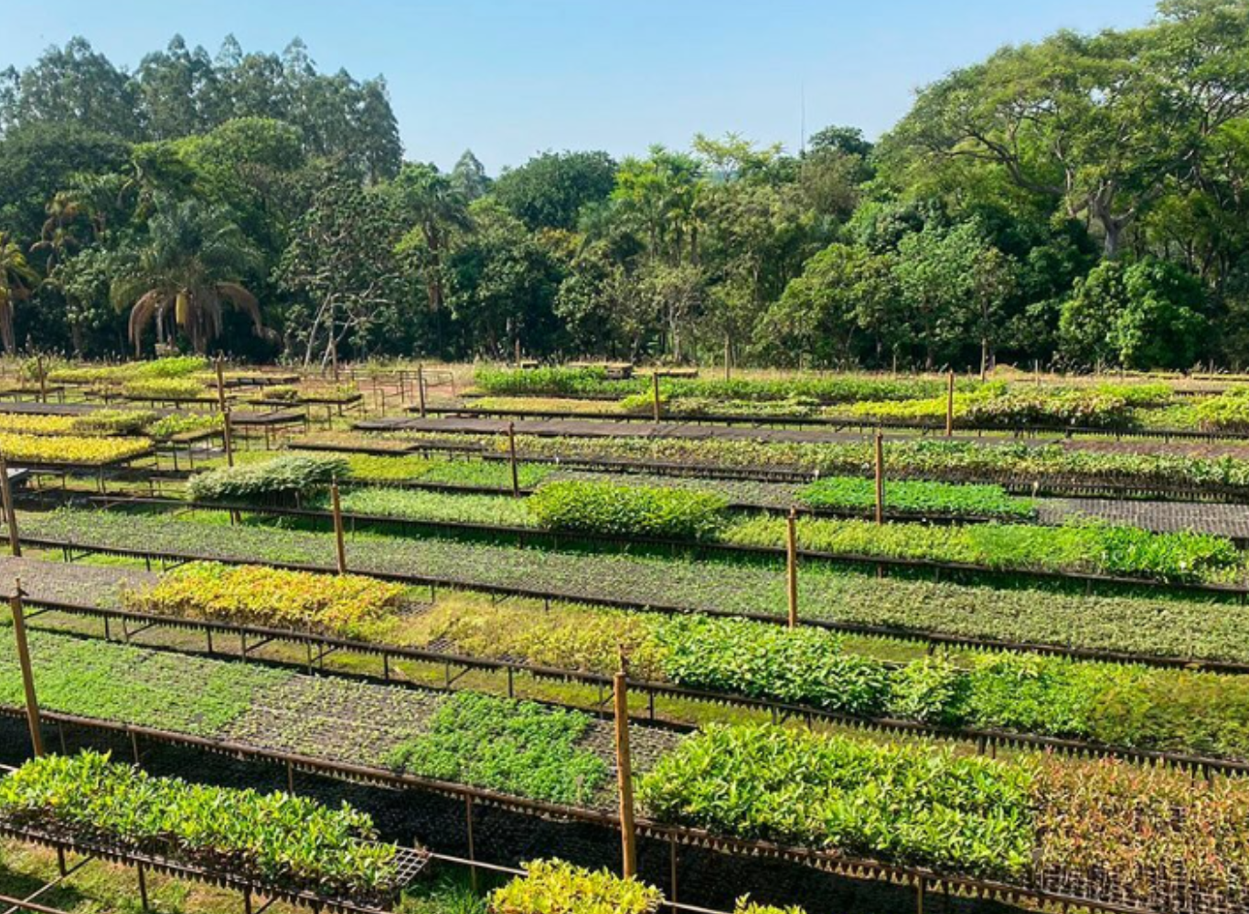 ファホウピーリャ農園