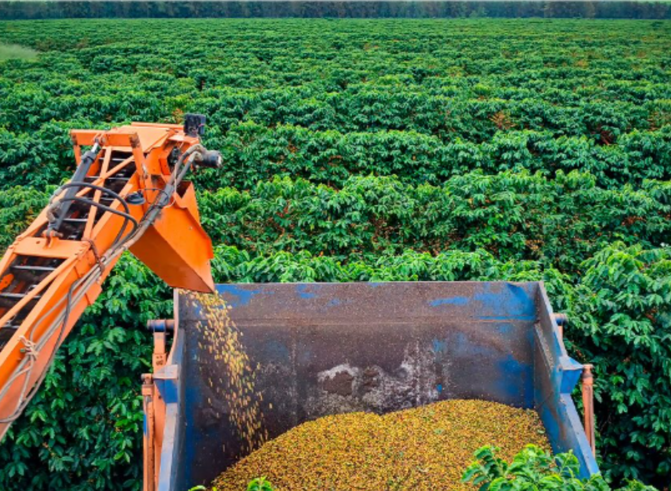 ファホウピーリャ農園