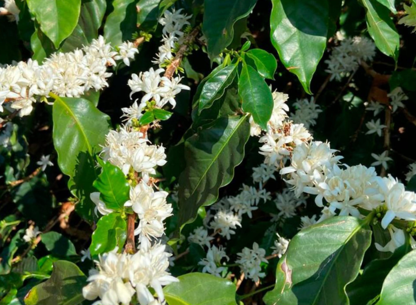 ファホウピーリャ農園